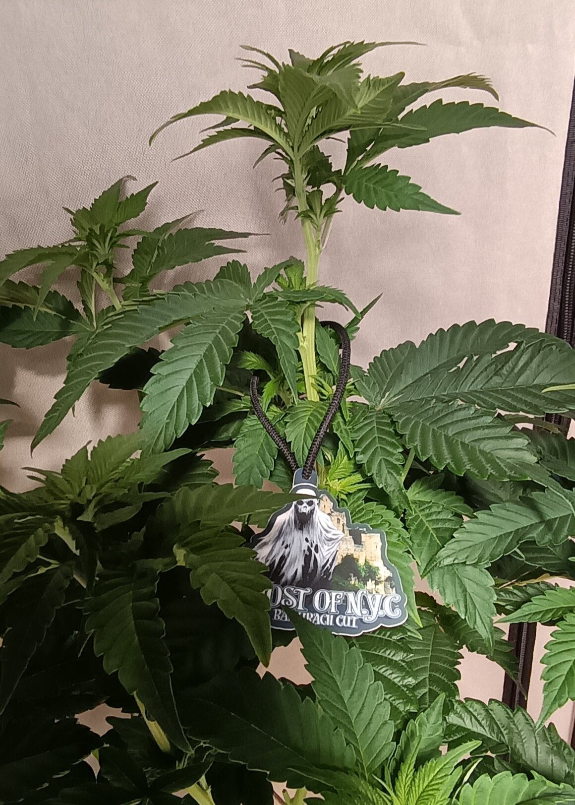 Ghost of N.Y.C. Bad Urach cut