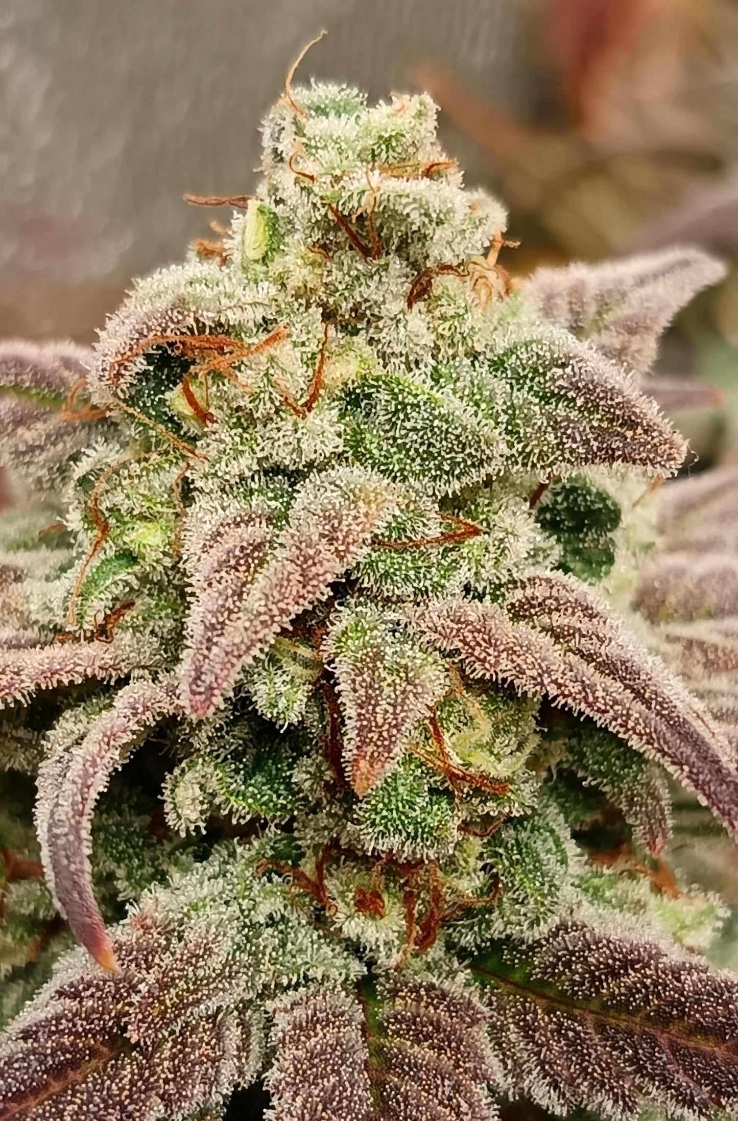 Ghost of N.Y.C. Bad Urach cut