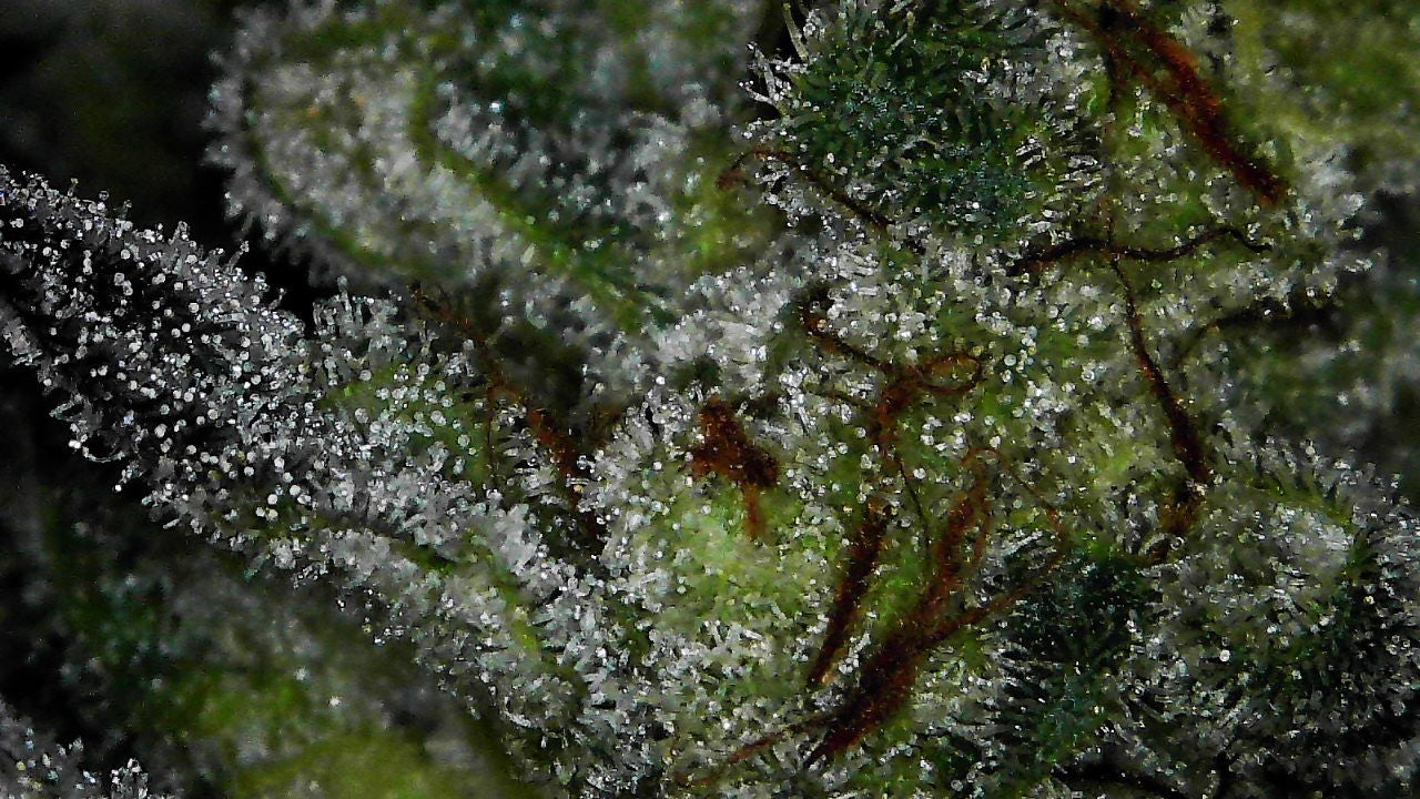 Ghost of N.Y.C. Bad Urach cut