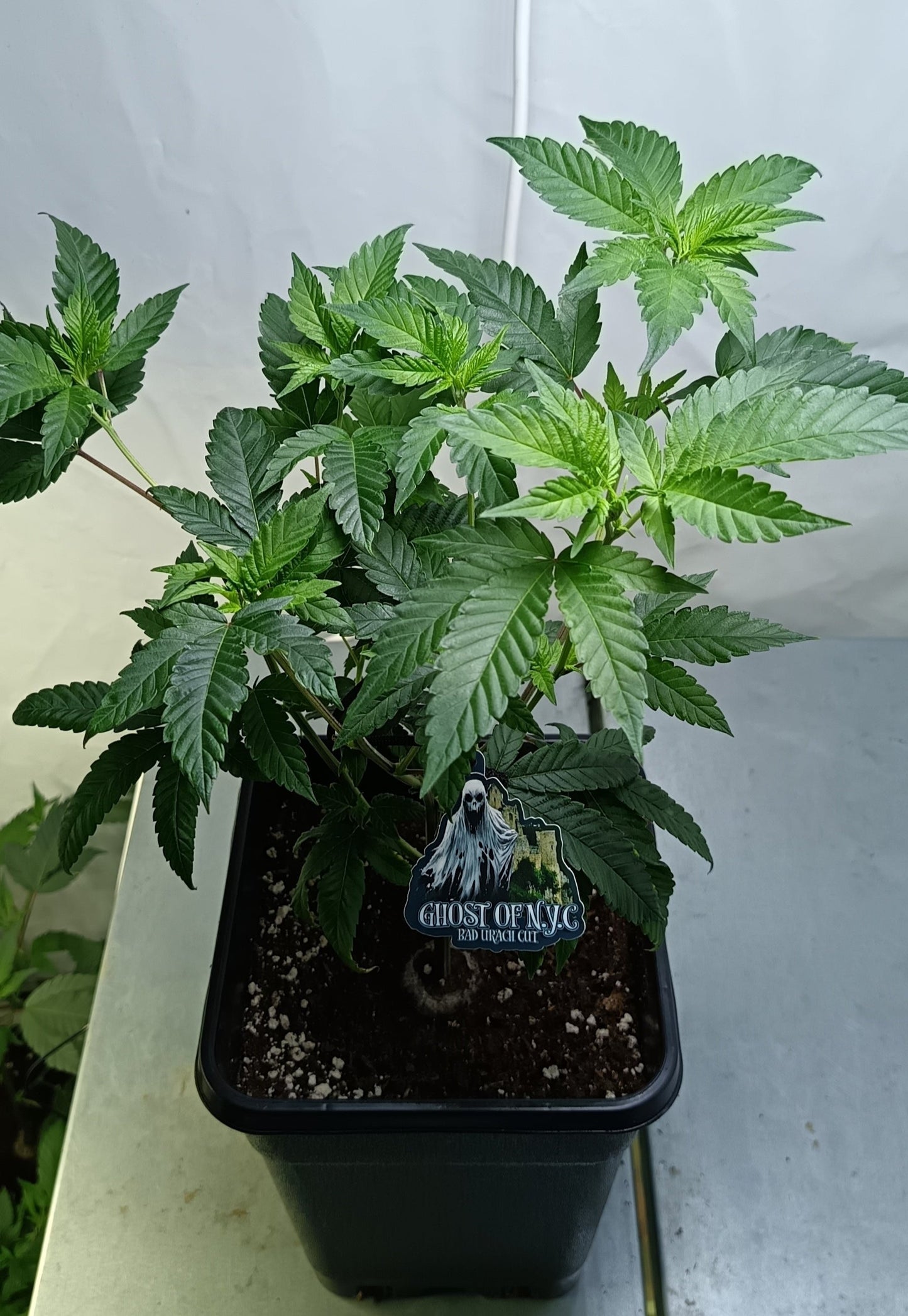 Ghost of N.Y.C. Bad Urach cut