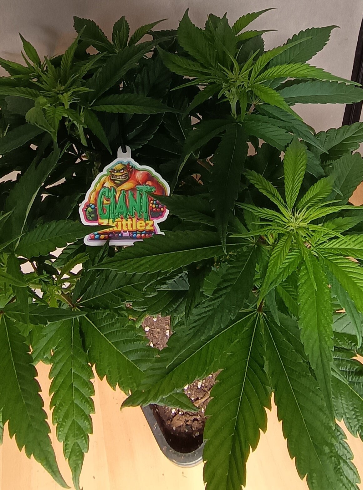 Giant Zkittles BT 10