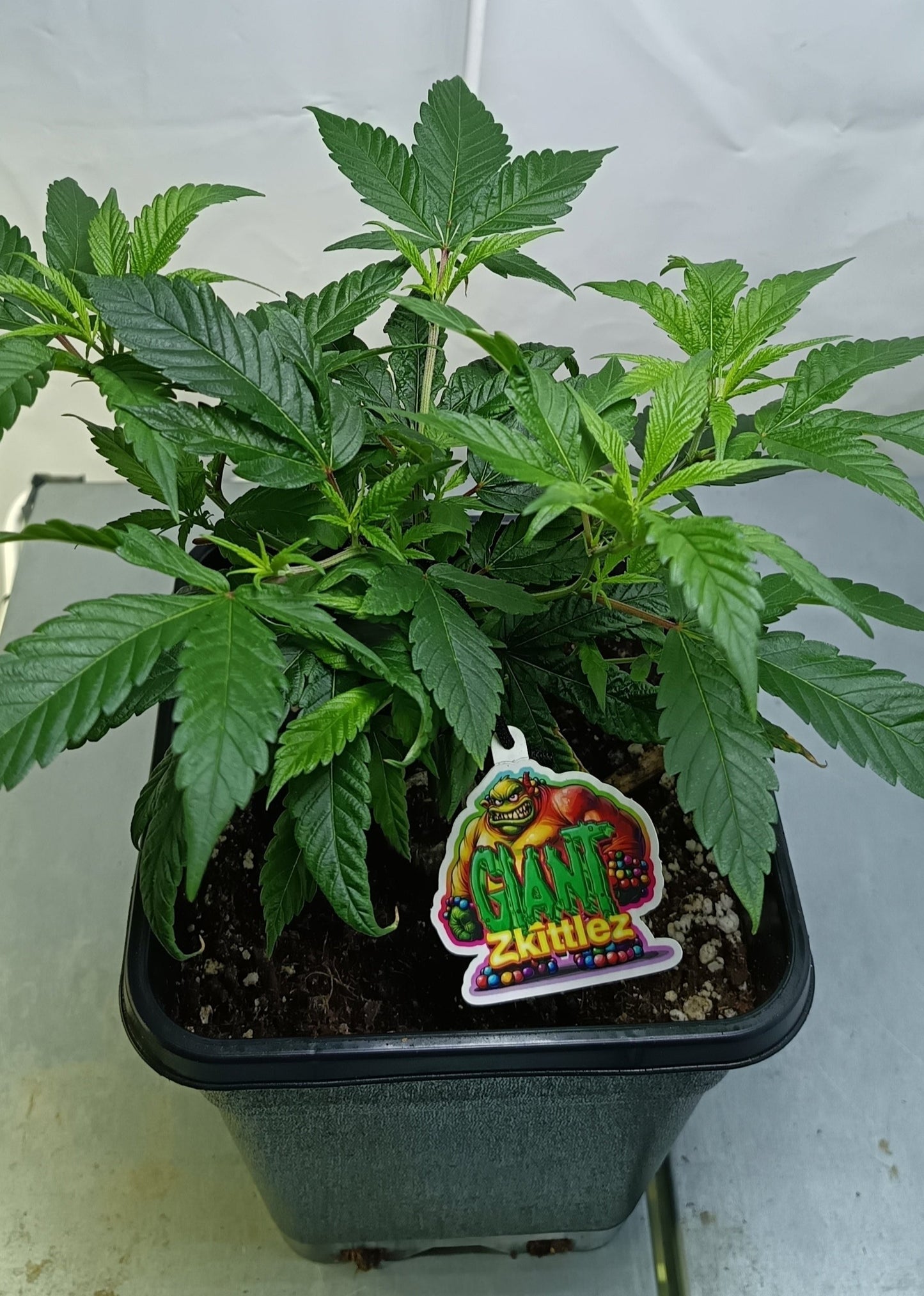 Giant Zkittlez Lemon cut