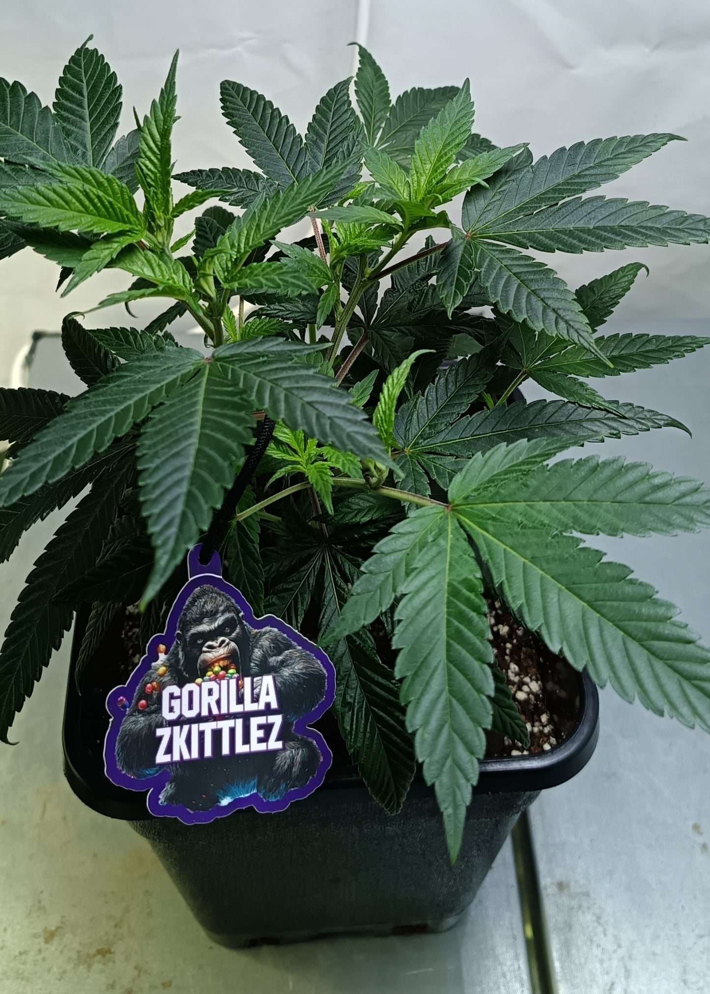Gorilla Zkittlez