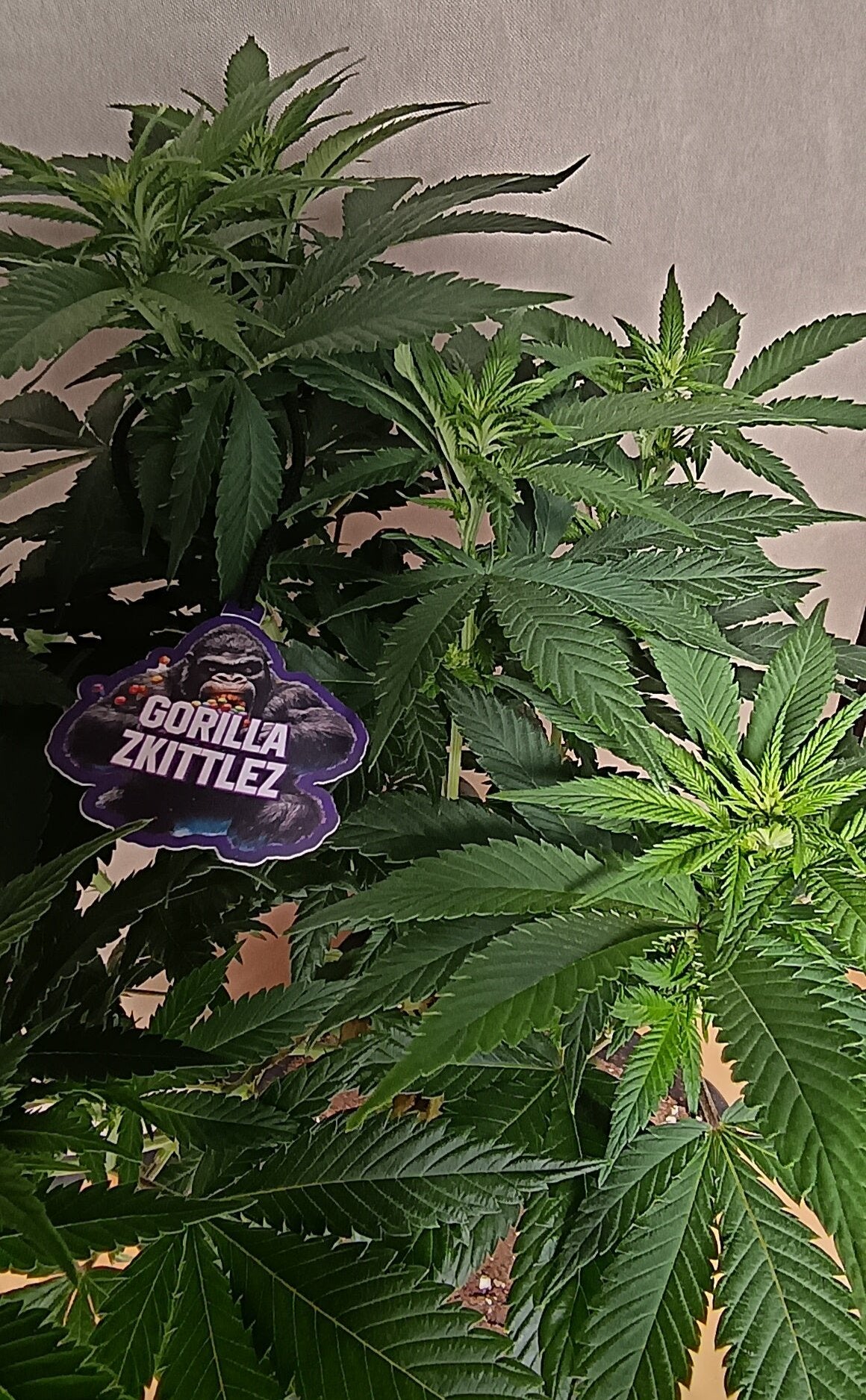 Gorilla Zkittlez