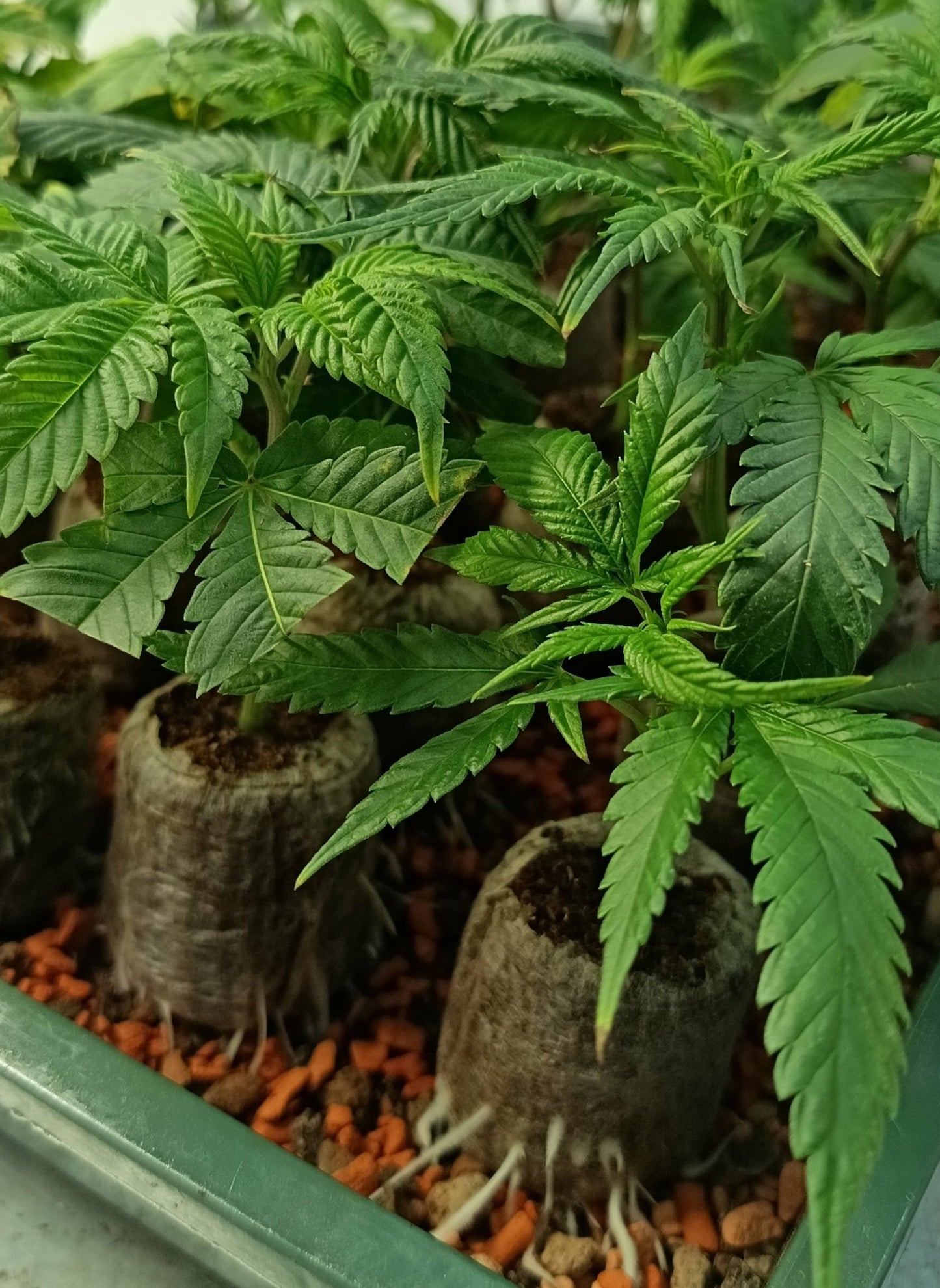 Giant Zkittlez Lemon cut