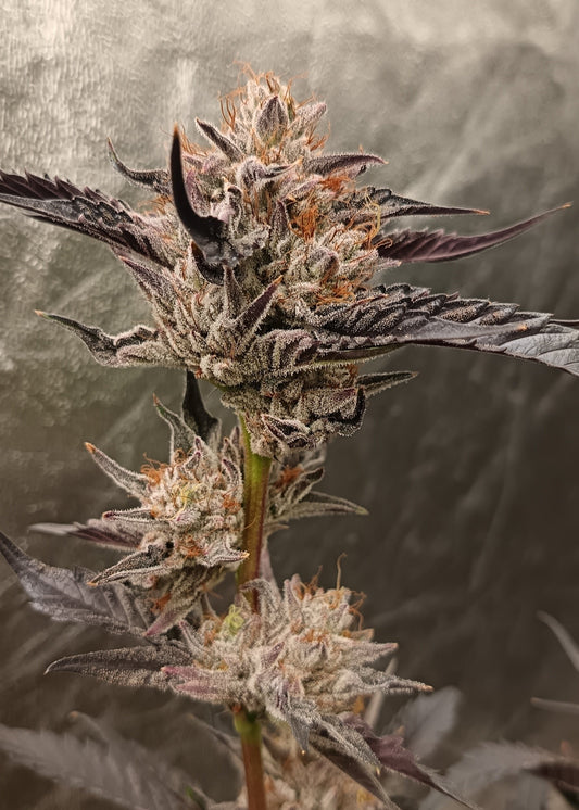 Pineapple Passion Zmoothie