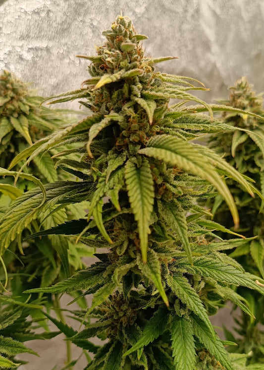 Giant Zkittlez Lemon cut