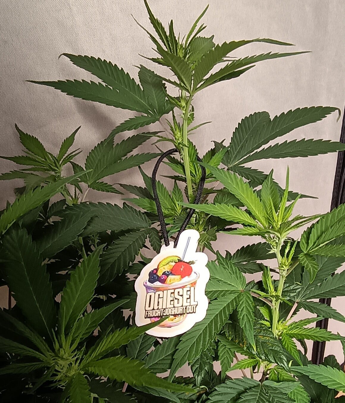 Ogiesel 10 Tage nach 12/12 Umstellung