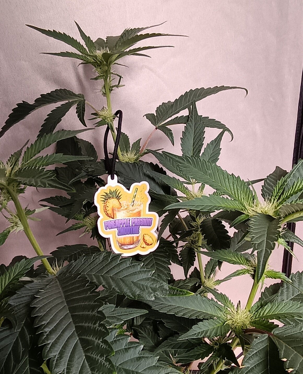 Pineapple Passion Zmoothie