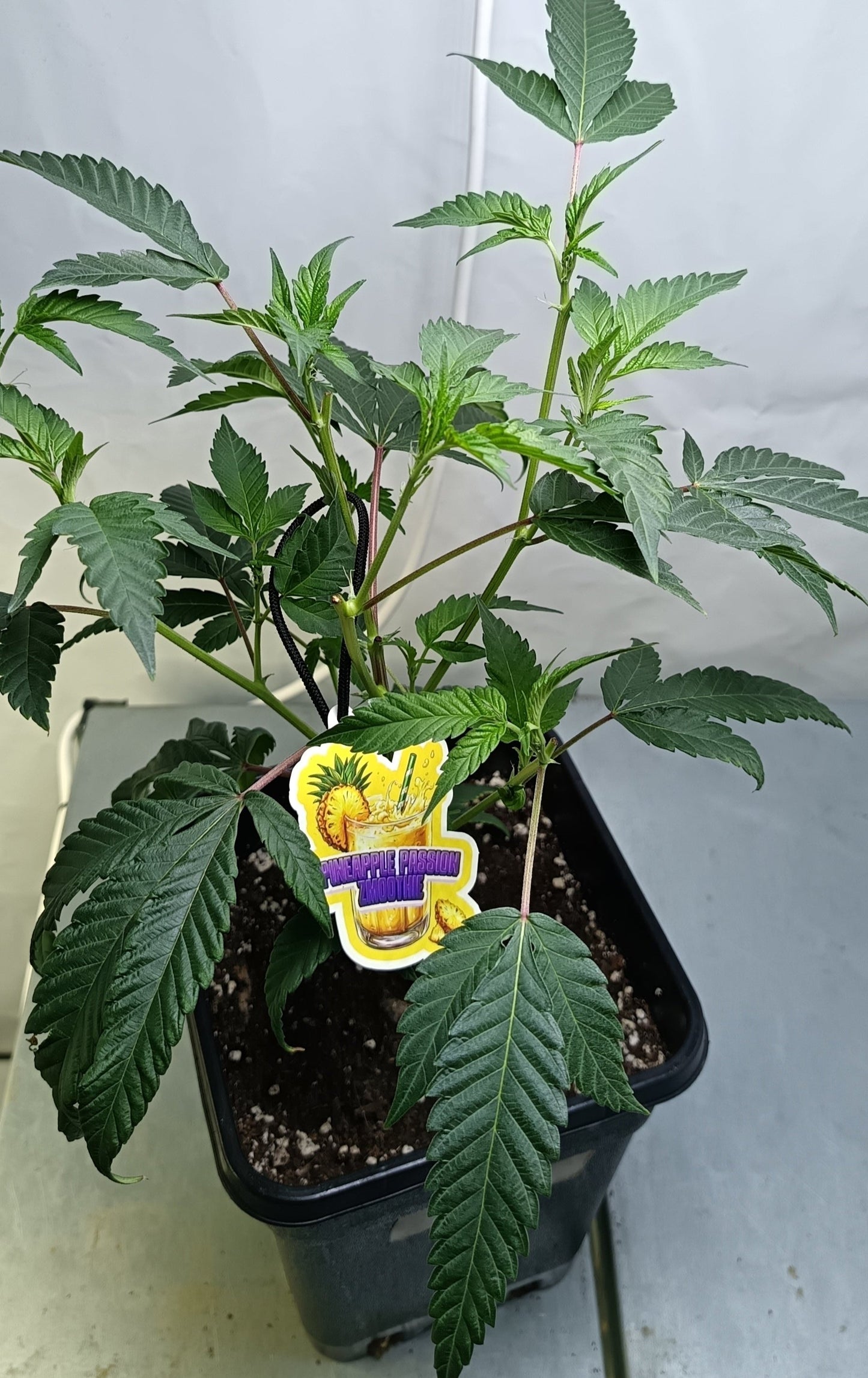 Pineapple Passion Zmoothie