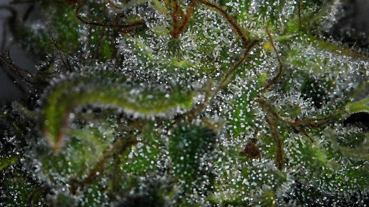 Giant Zkittlez Lemon cut