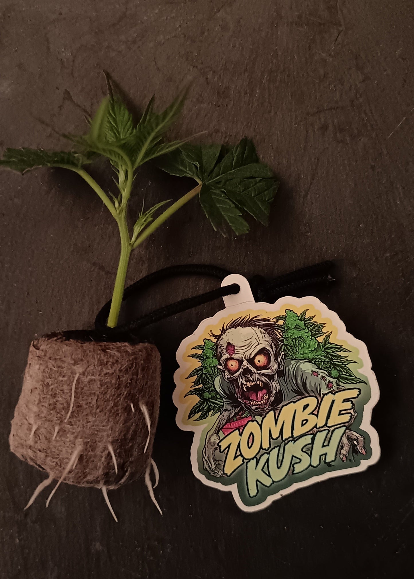 Zombie Kush